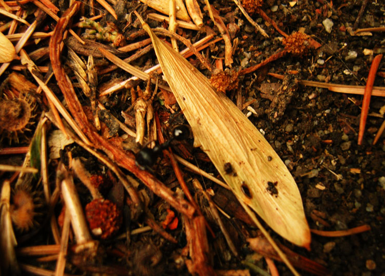 Партенитский муравей